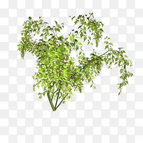 树枝丫免抠图-空若网 树枝丫免抠图-空若网