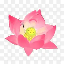 板绘粉色荷花-空若网 板绘粉色荷花-空若网