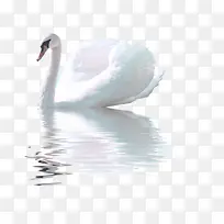 白色天鹅-空若网 白色天鹅-空若网