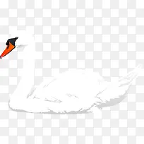 ��ɫ���-������