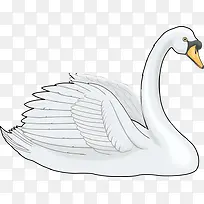 白色天鹅-空若网 白色天鹅-空若网