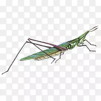 蝗虫-空若网 蝗虫-空若网