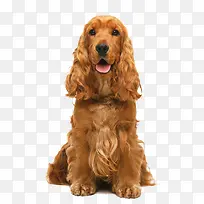 卡通手绘卡通金毛-空若网 卡通手绘卡通金毛-空若网