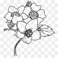 手绘花-空若网 手绘花-空若网