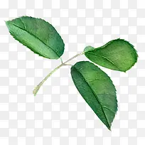 水墨油画水彩树枝树叶-空若网 水墨油画水彩树枝树叶-空若网