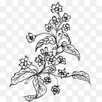 手绘花-空若网 手绘花-空若网