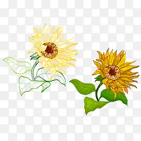 手绘向日葵-空若网 手绘向日葵-空若网