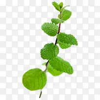 实物高清绿色薄荷-空若网 实物高清绿色薄荷-空若网