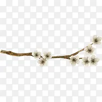 白色梅花-空若网 白色梅花-空若网