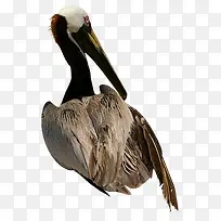 鸟的素材动物素材-空若网 鸟的素材动物素材-空若网