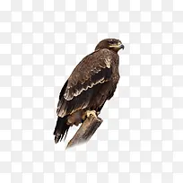 ��ӥ����-������