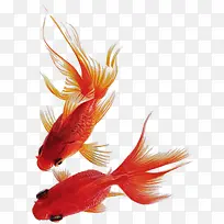 手绘金鱼-空若网 手绘金鱼-空若网