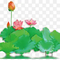 水彩画莲叶莲花-空若网 水彩画莲叶莲花-空若网