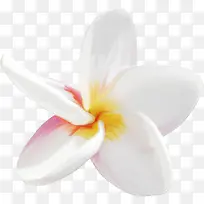 水彩花卉素材水彩花草-空若网 水彩花卉素材水彩花草-空若网