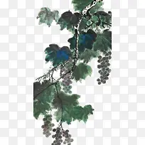 水彩画葡萄-空若网 水彩画葡萄-空若网