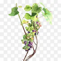 水彩葡萄-空若网 水彩葡萄-空若网