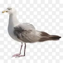 ����ͼƬ-������