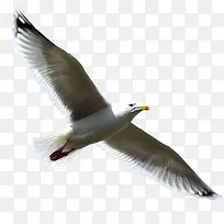 动物素材-空若网 动物素材-空若网