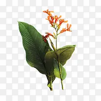 ��Ҷ�����ֻ�ͼ-������