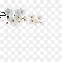 一支梨花-空若网 一支梨花-空若网