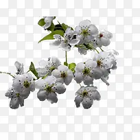 树枝梨花-空若网 树枝梨花-空若网