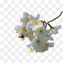 白色梨花-空若网 白色梨花-空若网