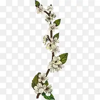 植物梨花-空若网 植物梨花-空若网