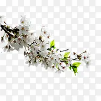 ��֦�ϵİ��滨-������