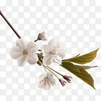 白色桃花梨花树枝装饰图案-空若网 白色桃花梨花树枝装饰图案-空若网