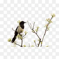 树上的鸟儿-空若网 树上的鸟儿-空若网