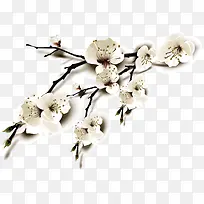 矢量梨花-空若网 矢量梨花-空若网