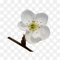 Ê÷Ö¦ÉϵÄÀ滨»¨°êÍ¼Æ¬ËØ²Ä-¿ÕÈôÍø Ê÷Ö¦ÉϵÄÀ滨»¨°êÍ¼Æ¬ËØ²Ä-¿ÕÈôÍø