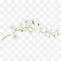 梨花花苞树枝-空若网 梨花花苞树枝-空若网