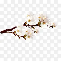 梨花-空若网 梨花-空若网