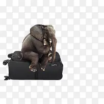 大象实用爱华仕包-空若网 大象实用爱华仕包-空若网