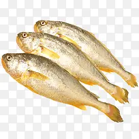 实物海鲜海鱼黄花鱼-空若网 实物海鲜海鱼黄花鱼-空若网