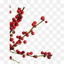 山楂树枝-空若网 山楂树枝-空若网