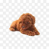 可爱泰迪狗-空若网 可爱泰迪狗-空若网