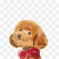 可爱的泰迪狗-空若网 可爱的泰迪狗-空若网