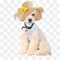 泰迪戴帽子-空若网 泰迪戴帽子-空若网