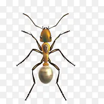 逼真蚂蚁-空若网 逼真蚂蚁-空若网