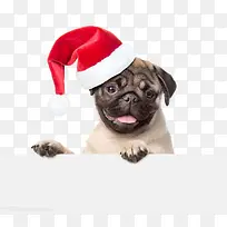 可爱的狗-空若网 可爱的狗-空若网