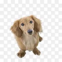 黄色小型犬 西施 小狗 可爱-空若网 黄色小型犬 西施 小狗 可爱-空若网