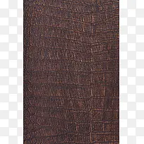 Ƥ�ﱳ������-������