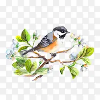 水彩画中国风鸟-空若网 水彩画中国风鸟-空若网