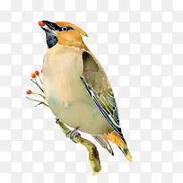 小鸟-空若网 小鸟-空若网