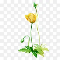 虞美人-空若网 虞美人-空若网