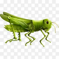 矢量手绘蝗虫-空若网 矢量手绘蝗虫-空若网