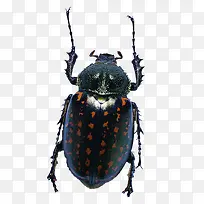 昆虫素材-空若网 昆虫素材-空若网