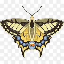 ��ɫ�ķɶ�ʸ��-������